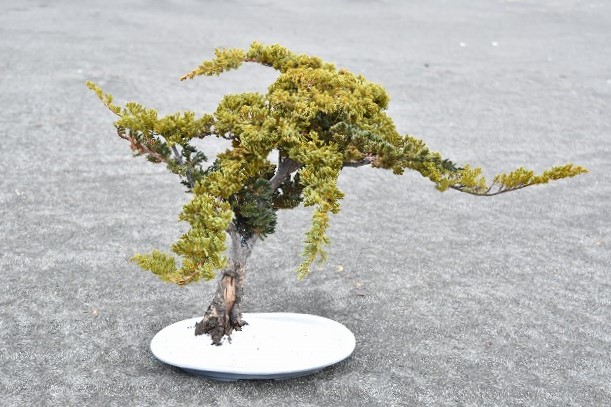 ドライ盆栽 桜 Dry Bonsai Dry Bonsai 枯れ盆栽