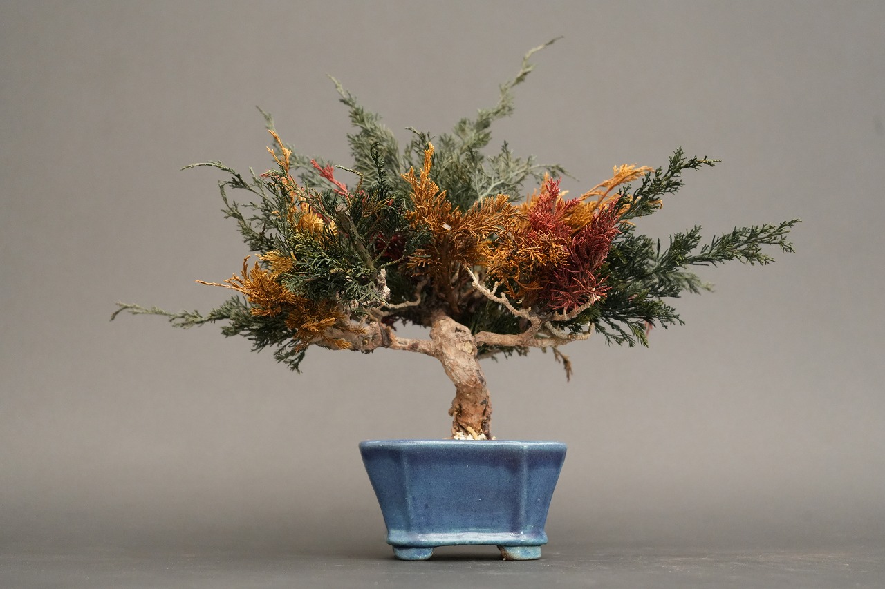 枯盆栽｜ドライ盆栽｜枯れ盆栽｜プリザーブド盆栽｜dry-bonsai
