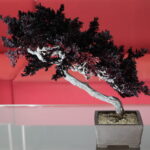 EC-premium72